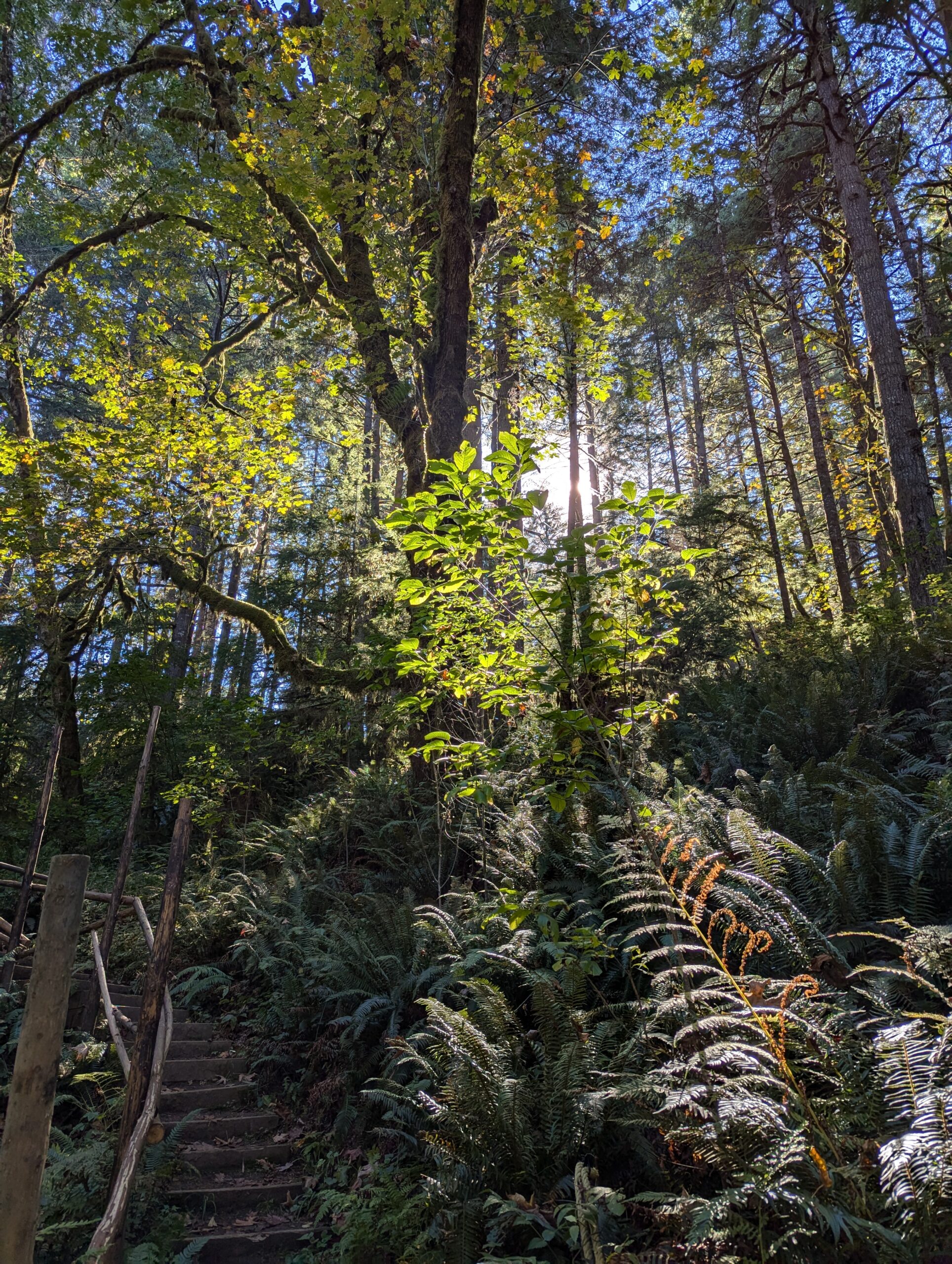 Havenroot Trillium Trail